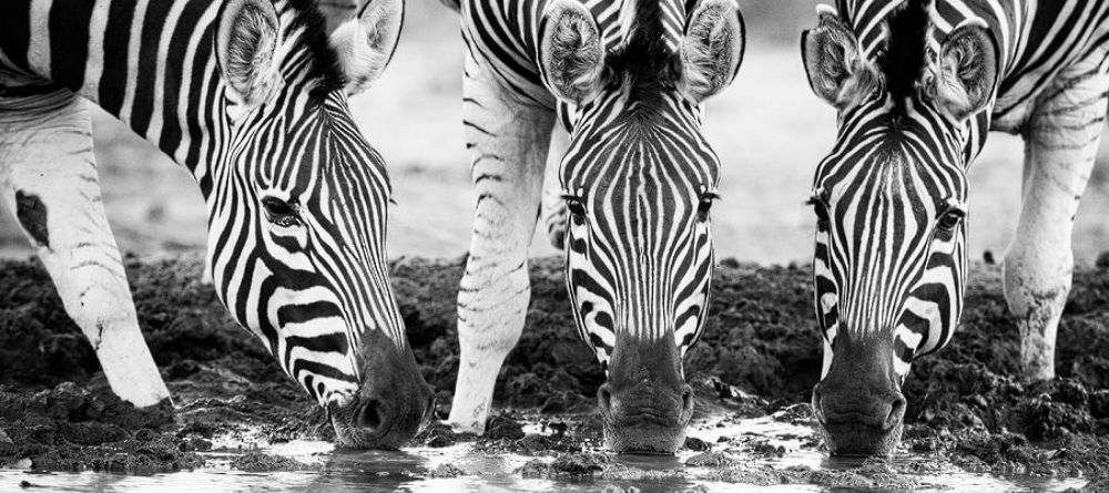 Mashatu Lodge, Mashatu Game Reserve, Botswana - Image 4