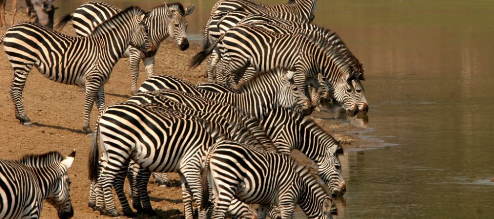 Zebras at watering hole at Mwamba Bush Camp, South Luangwa National Park, Zambia - Image 14