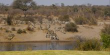 Zebra migration at Leroo Le Tau