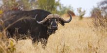 Mawe Ninga Camp, Tarangire National Park,Tanzania