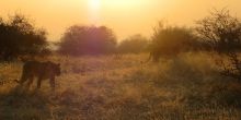 Lioness in in the twilight in Ruaha