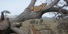 Lions in a tree near Namiri Plains Camp