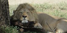 Namiri Plains Camp - the king of beasts?