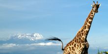 Giraffe at Hatari Lodge, Arusha National Park, Tanzania