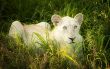 Lion spotted at Tanda Tula Safari Camp, Timbavati Game Reserve, South Africa