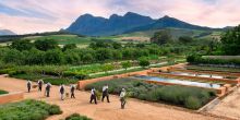 Babylonstoren, Franschhoek, South Africa