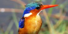 A Malachite Kingfisher sits by the riverbank at Chinzombo, South Luangwa National Park, Zambia