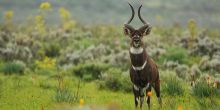 Explore the Bale Mountains, Ethiopia