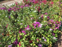 Beautiful flowers adorn the property at Bashay Rift Lodge, Karatu, Tanzania (Mango staff photo)