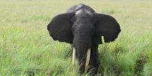 Elephants in Queen Elizabeth National Park