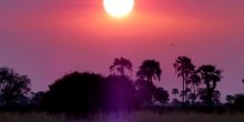 Sandibe Safari Lodge, Okavango Delta, Botswana