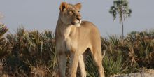 Gomoti Plains Camp, Moremi Game Reserve, Botswana