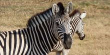 Gomoti Plains Camp, Moremi Game Reserve, Botswana