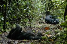 Chimps relaxing at Gombe Forest Lodge, Gombe National Park, Tanzania