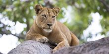 Chongwe River Camp, Lower Zambezi National Park, Zambia