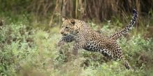 Chongwe River Camp, Lower Zambezi National Park, Zambia