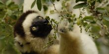 Vakona Forest Lodge, Andasibe National Park, Madagascar