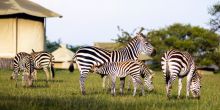 Sabora Tented Camp, Grumeti Private Reserve, Tanzania