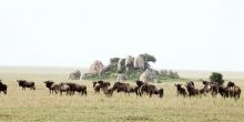 African buffalo at Dunia Camp, Serengeti National Park, Tanzania