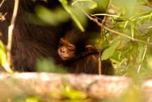 A baby chimp and its mother at Gombe Forest Lodge, Gombe National Park, Tanzania