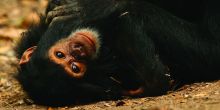 A baby chimp at Gombe Forest Lodge, Gombe National Park, Tanzania