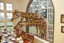 A great way to start your day- Giraffe Manor, Nairobi, Kenya