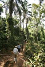 A jungle walk at Gombe Forest Lodge, Gombe National Park, Tanzania