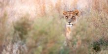 Abu Camp, Okavango Delta, Botswana