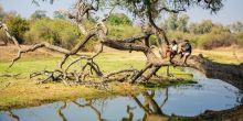 Tembo Plains Camp