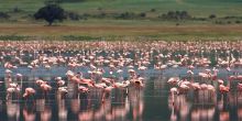 Flamingos flock on the lake in Ngorongoro Crater - Kitela Lodge and African Spa, Karatu, Tanzania