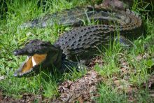 Crocodile at Xakanaxa Camp, Moremi Game Reserve, Botswana (Andre du Plessis)