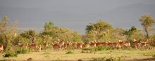 Impala herd at Naboisho Camp, Masai Mara National Park, Kenya