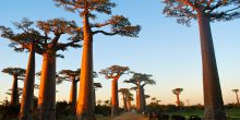 Baobab trees in the jungles near Hotel Le Paradisier, Tulear, Madagascar