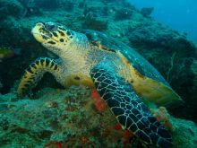 Azura Retreats, Bazaruto Archipelago, Mozambique