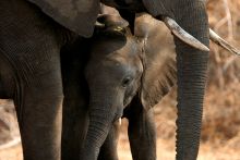 Baby elephant at Mwamba Bush Camp, South Luangwa National Park, Zambia