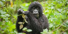 Buhome Lodge Bwindi, Bwindi Impenetrable Forest, Uganda