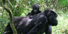 A baby gorilla clings to their mother in the jungles by Clouds Mountain Gorilla Lodge, Bwindi Impenetrable Forest, Uganda