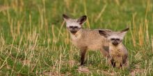 Lamai Serengeti, Serengeti National Park, Tanzania