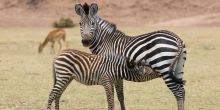 Zungulila Bushcamp, South Luangwa National Park, Zambia