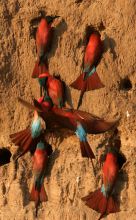 Bee-eater birds at Mwamba Bush Camp, South Luangwa National Park, Zambia