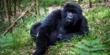 Sabyinyo Silverback Lodge, Parc National des Volcans, Rwanda