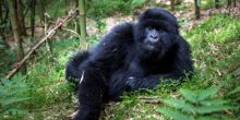 A rain-soaked gorilla feeds in the jungles by Clouds Mountain Gorilla Lodge, Bwindi Impenetrable Forest, Uganda