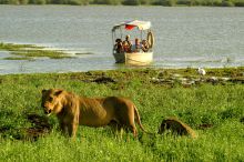 A boat safari spotting some lions by the lake at Lake Manze Tented Camp, Selous National Park, Tanzania