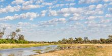 Zebras in Botswana