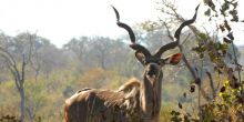 Sandibe Safari Lodge, Okavango Delta, Botswana