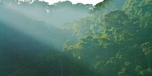 Bwindi forest at Buhoma Lodge Bwindi, Bwindi Impenetrable Forest, Uganda