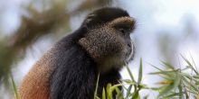 Bisate Lodge Golden Monkey