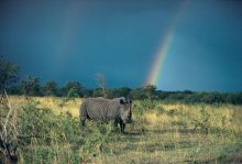 A stunning shot of a rhino under a rainbow at Londolozi Founders Camp, Sabi Sands Game Reserve, South Africa