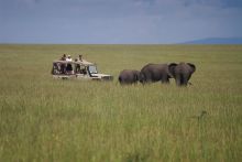 A game drive encounters a trio of elephants wandering the plains at Naibor Camp, Masai Mara National Reserve, Kenya