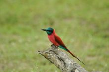 A carmine bee-eater at Lake Manze Tented Camp, Selous National Park, Tanzania